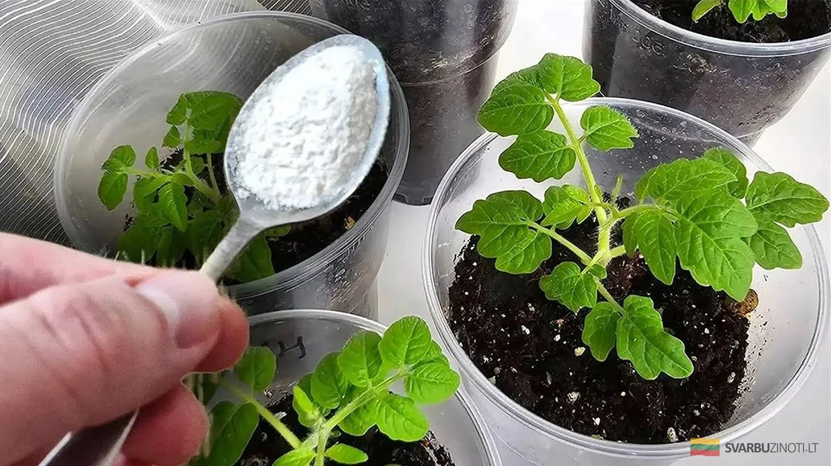 5 errores que arruinan tus plántulas en febrero (y cómo evitarlos)