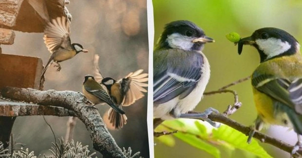 El canto de las currucas: un espejo sorprendentemente humano