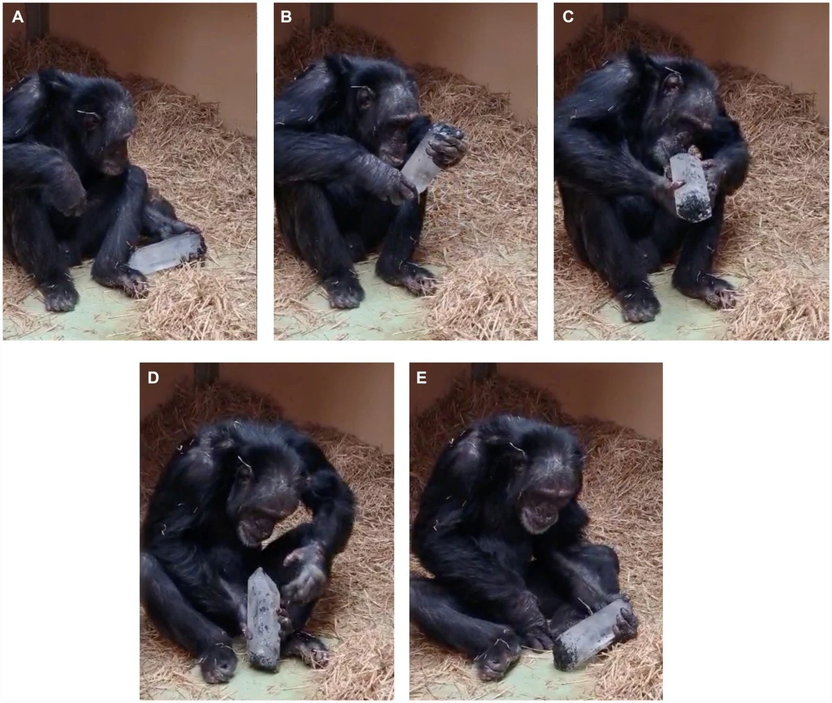 Chimpancés fascinados: el secreto detrás de su obsesión por los cristales transparentes - image 1