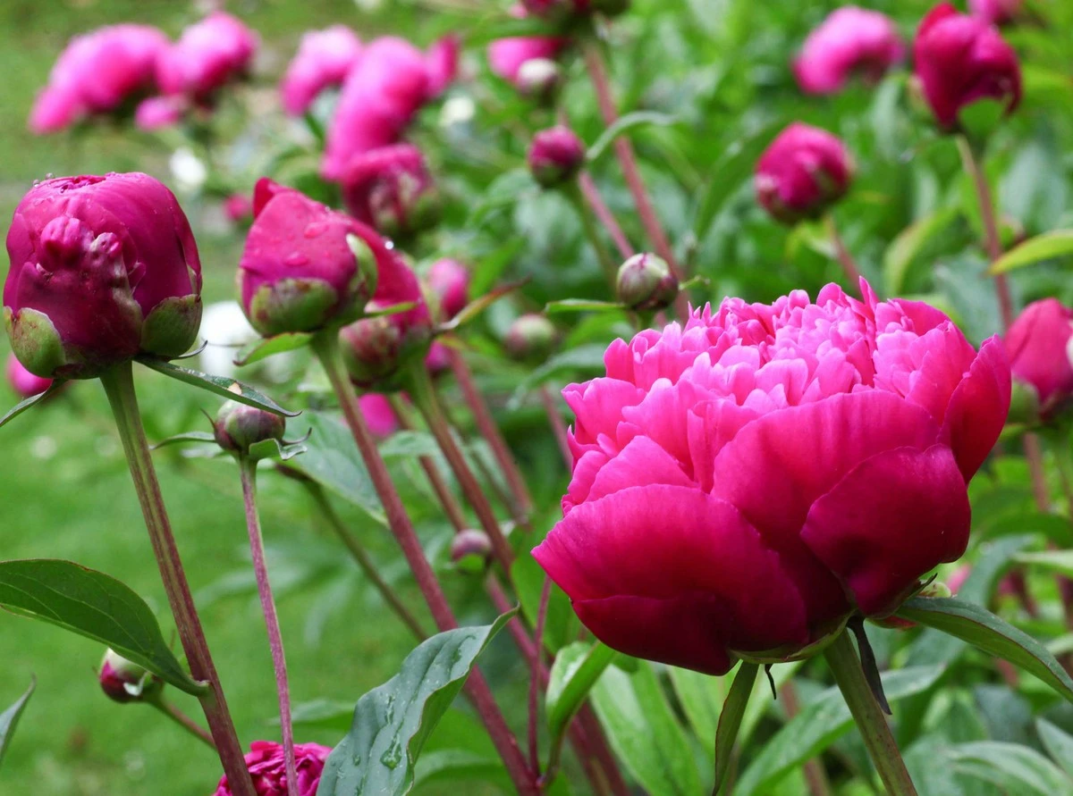 3 plantas que arruinan tu jardín para las abejas (y cuáles elegir en su lugar)