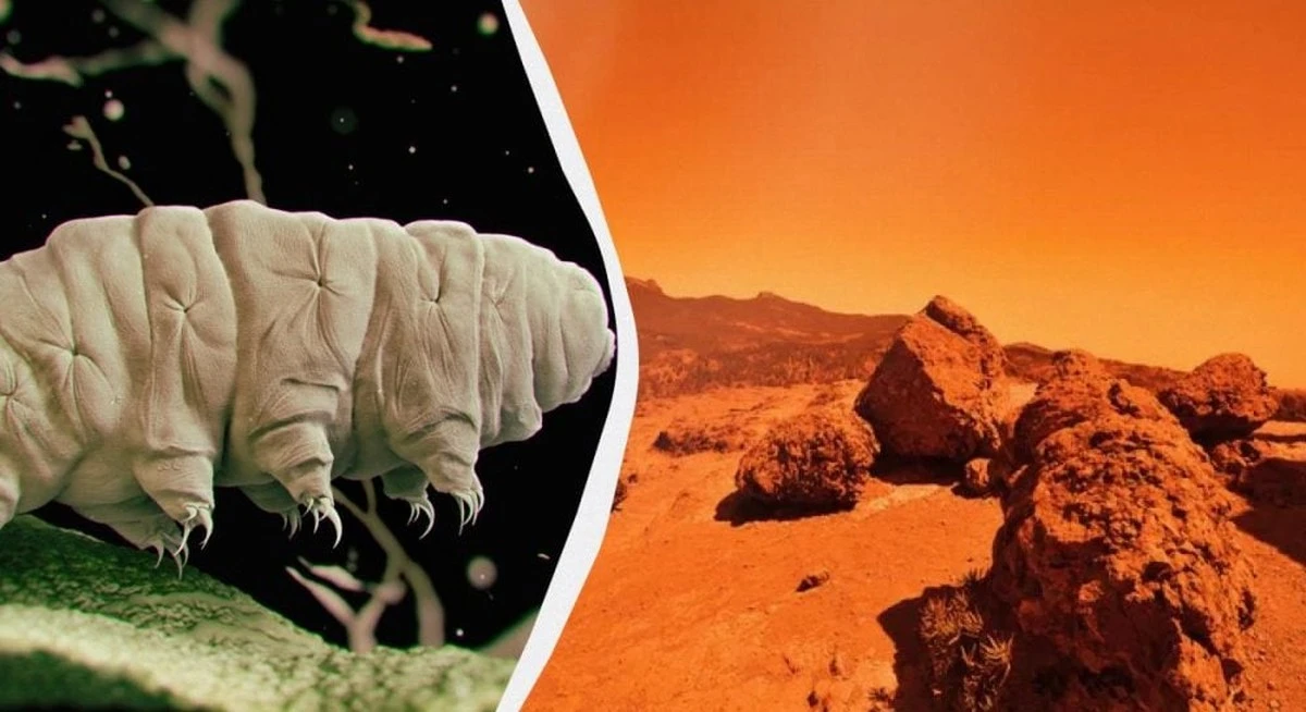 Por qué los osos de agua no sobrevivieron en Marte (y cómo solucionarlo)