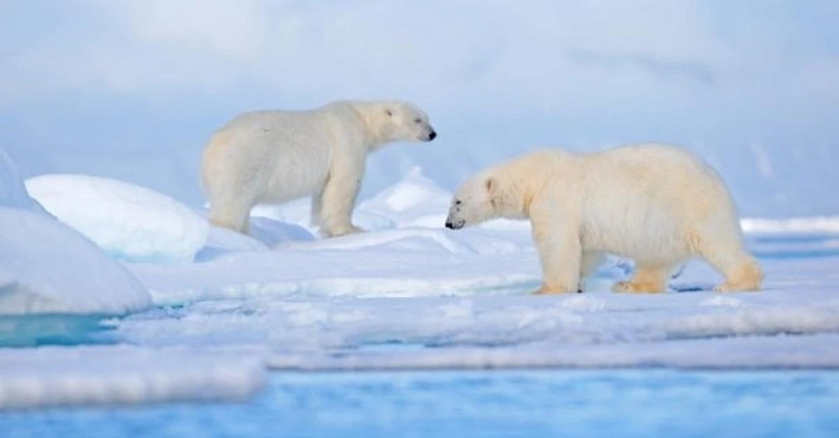 Insólito: Lobos marinos y morsas engordan osos polares en Svalbard a pesar del deshielo