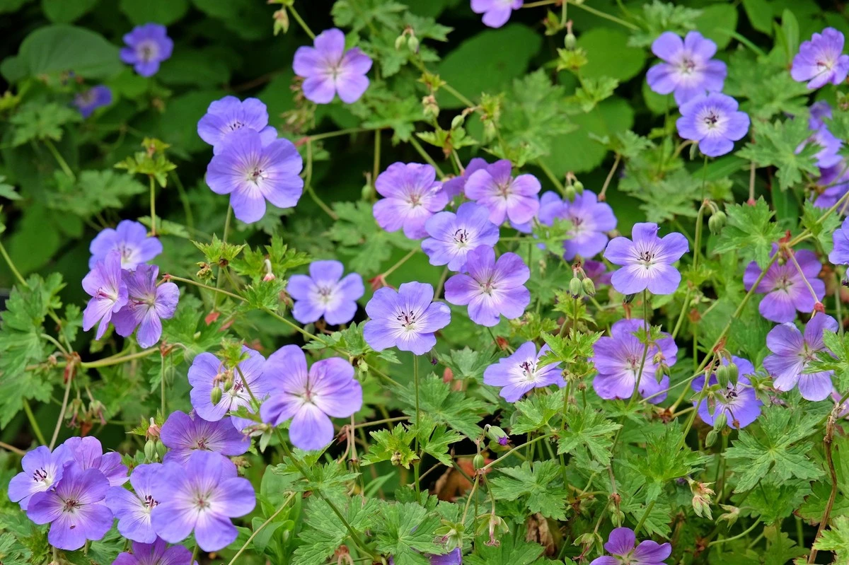El truco de las plantas perennes que expulsa las malas hierbas de tu jardín