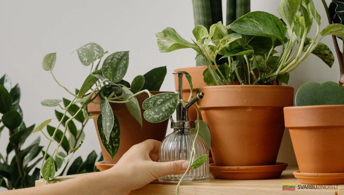 5 plantas de interior que absorben la humedad y combaten el moho