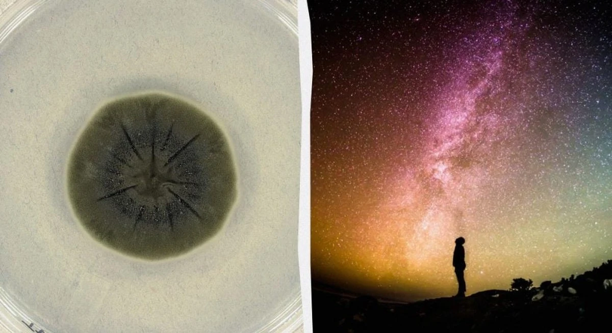 Чернобыльская плесень: как катастрофа ускорила наш путь к звездам