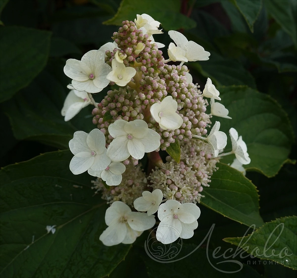 Corta tus hortensias paniculata para conseguir flores XXL: El truco secreto que transforma tu jardín - image 1