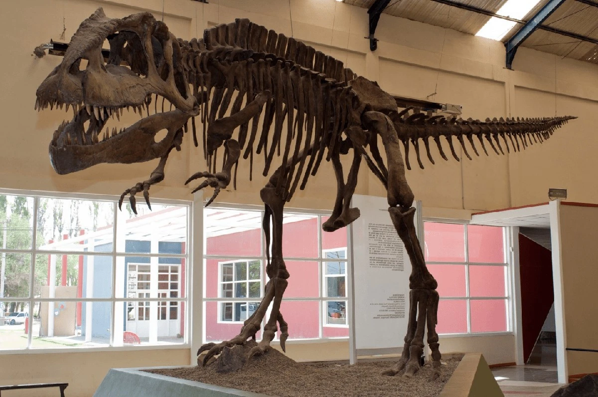 El tiranosaurio más colosal: Descubren un gigante austral de América del Norte - image 1