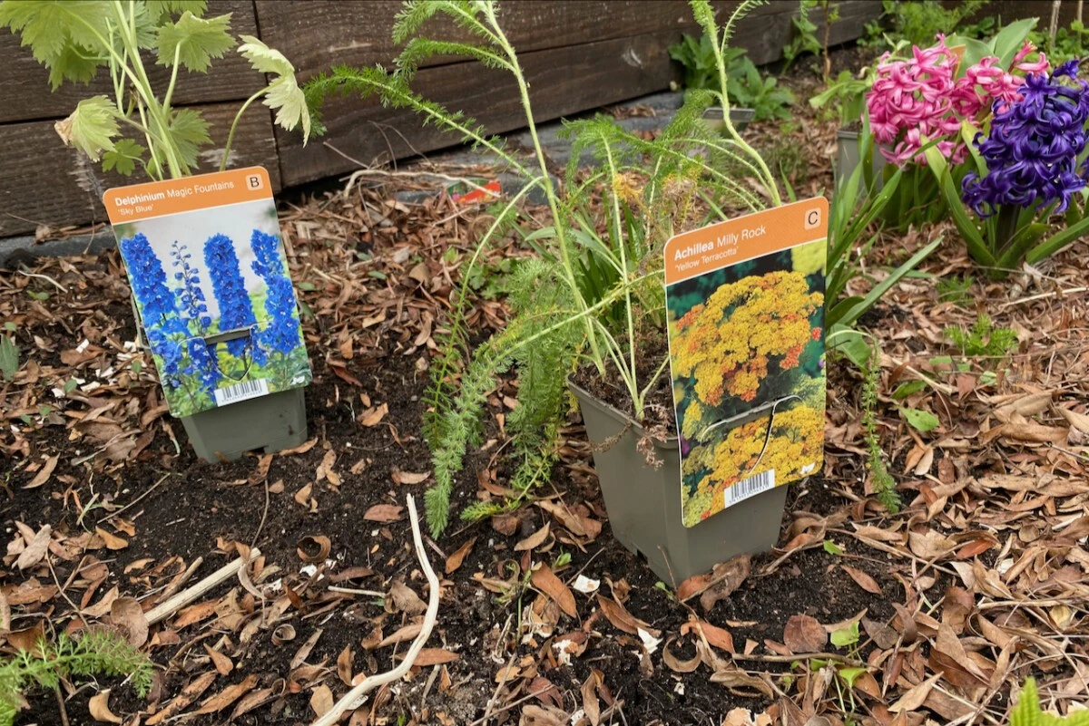 5 errores comunes al planificar tu jardín de perennes (y cómo evitarlos) - image 1