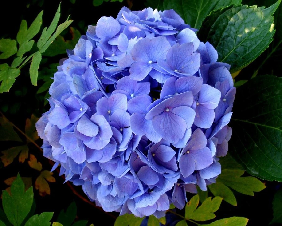 Consigue Hortensias XXL: El Secreto de Poda que Transforma Tus Flores - image 1