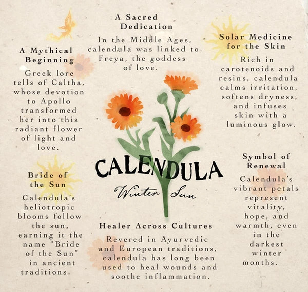 La flor milagrosa que calma tu cuerpo: descubre el poder oculto de las caléndulas - image 1