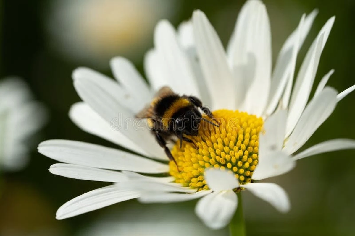 Por qué dejar el diente de león en tu césped ahora es un regalo para las abejas y un respiro para ti - image 1