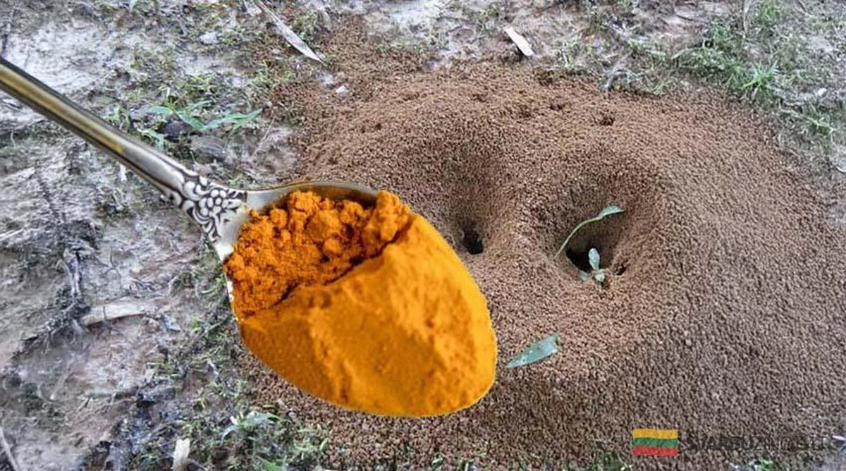 El truco infalible para eliminar hormigas y pulgones de tu huerto en primavera