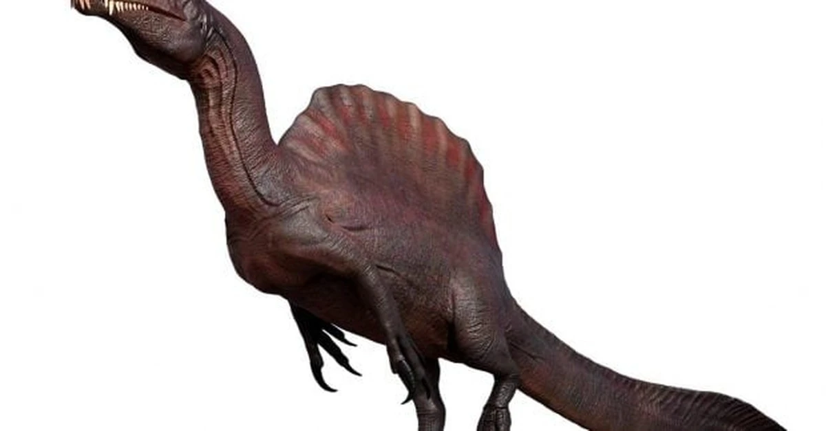 El enigma del "velero" del espinosaurio: ¿exhibición o herramienta de supervivencia?