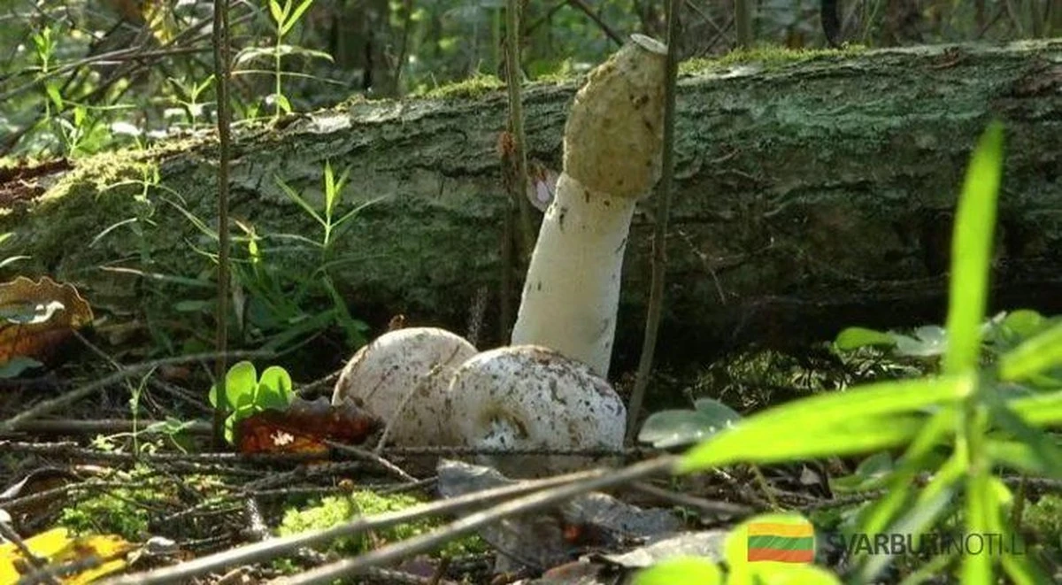 No recolectes este hongo: podrías enfrentarte a una multa de 580 euros