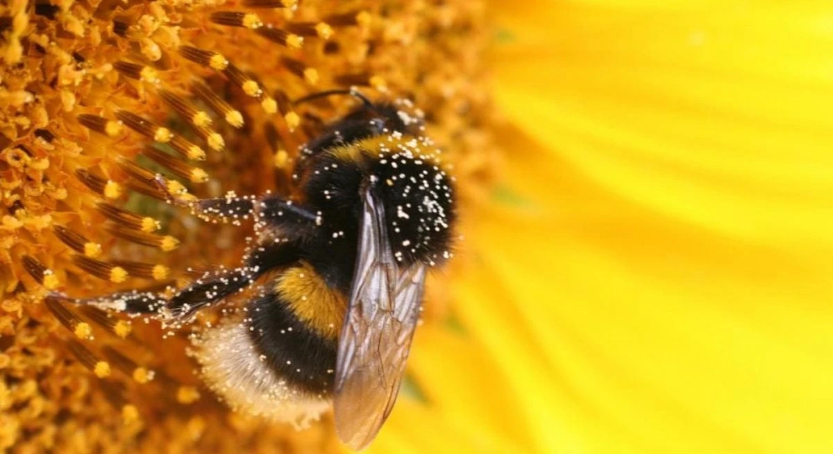 Biólogos sorprendidos: los abejorros reina sobreviven sumergidos hasta una semana