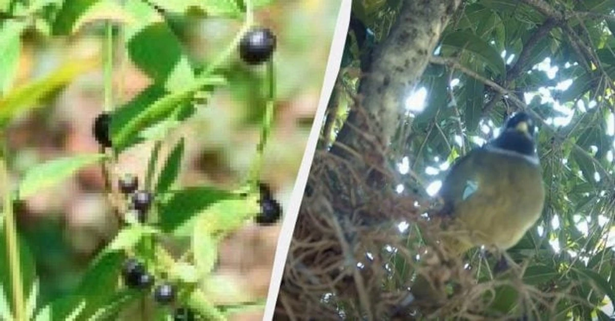 Plantas que engañan a las aves con frutos falsos: el ingenioso truco de supervivencia de un ñame silvestre