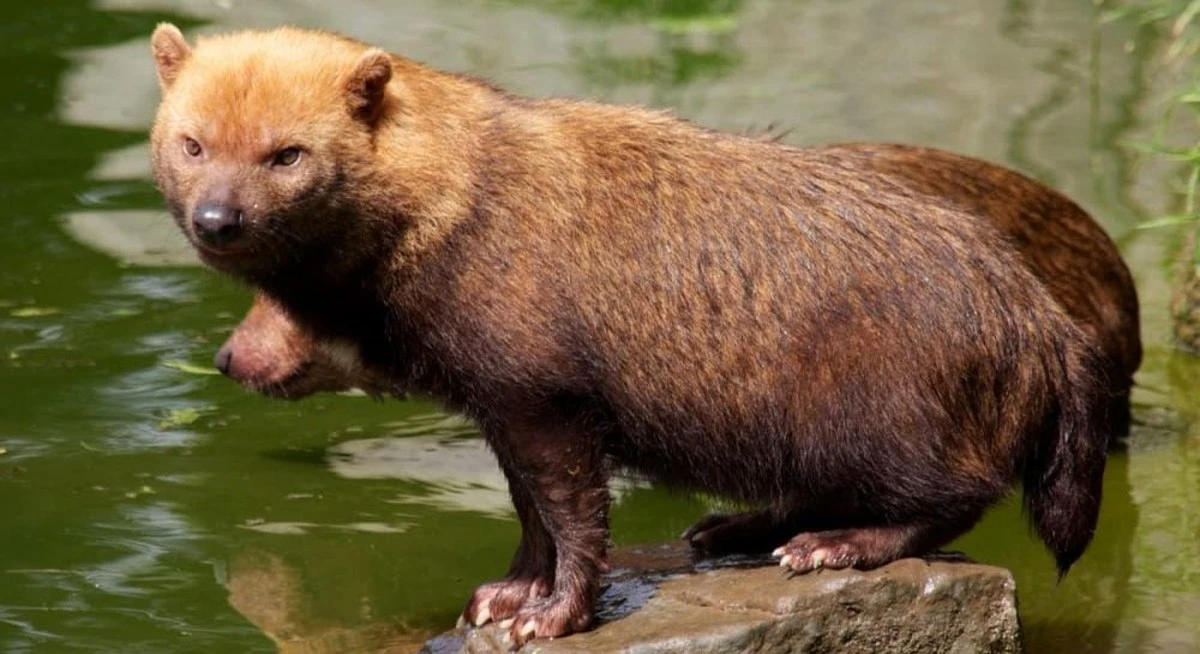 El perro de agua amazónico: el secreto mejor guardado con pico de pájaro