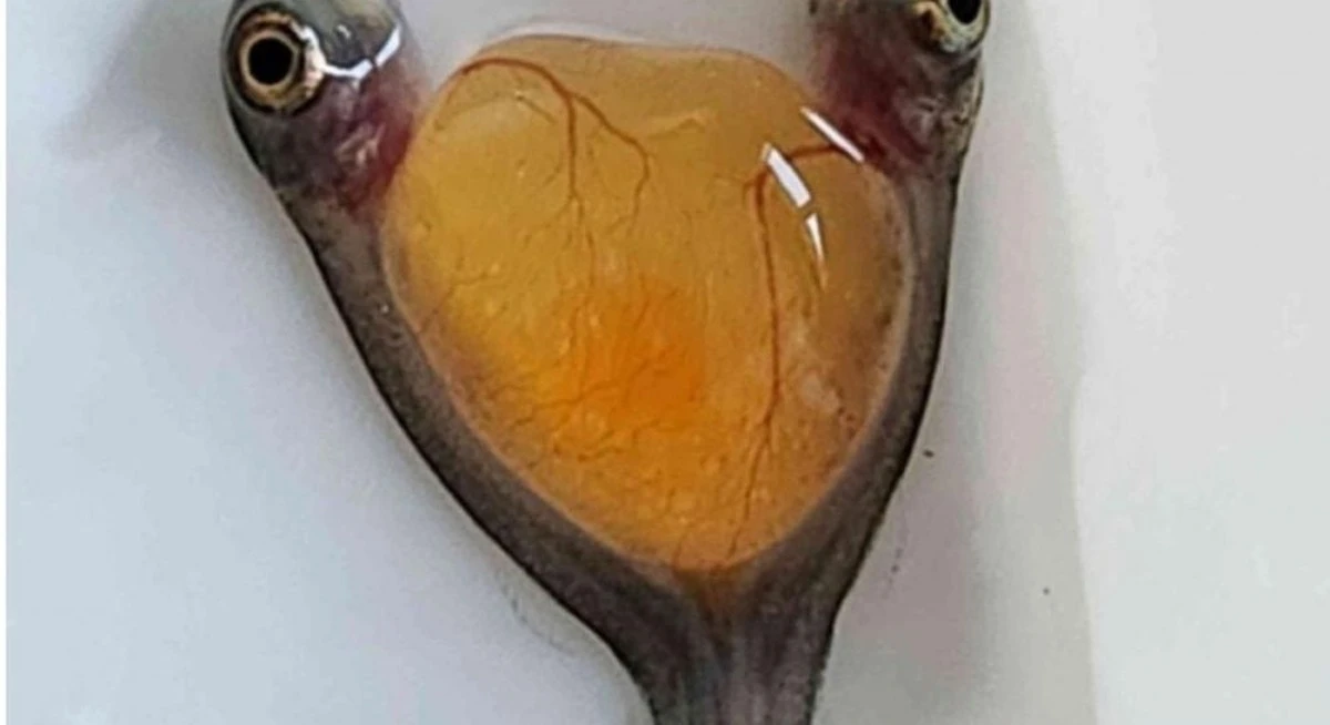 Por qué los científicos observan peces cíclidos unidos desde el vientre.