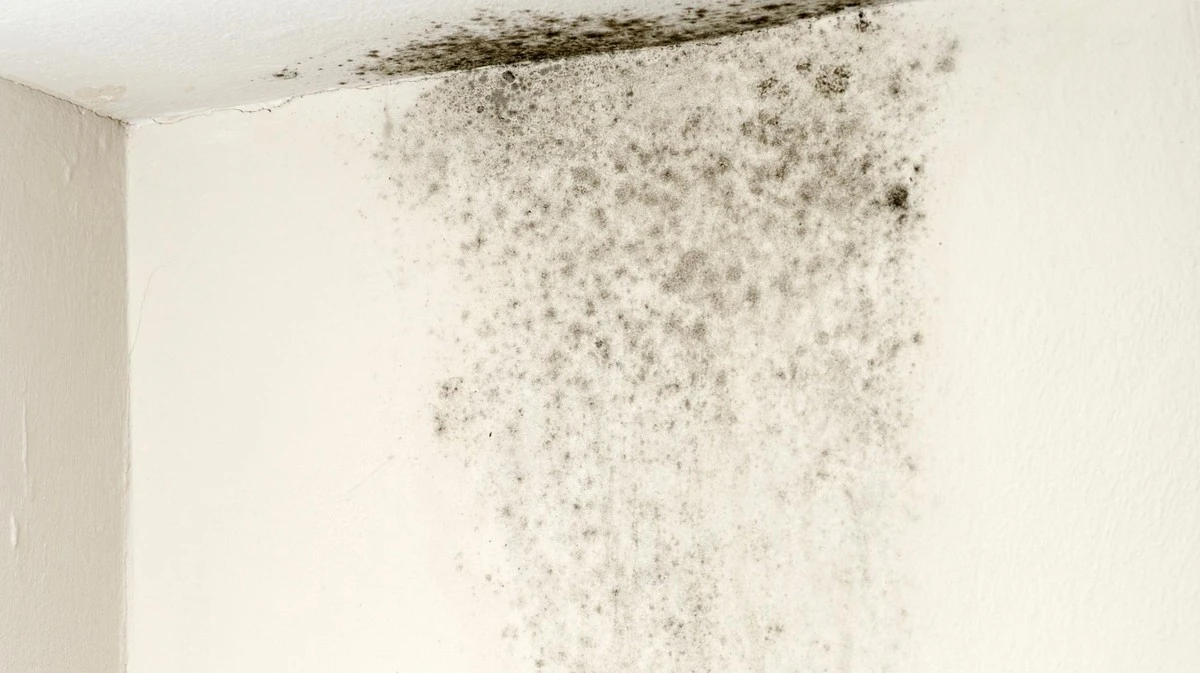 El moho negro en casa: 3 remedios caseros que sí funcionan y cómo prevenirlo
