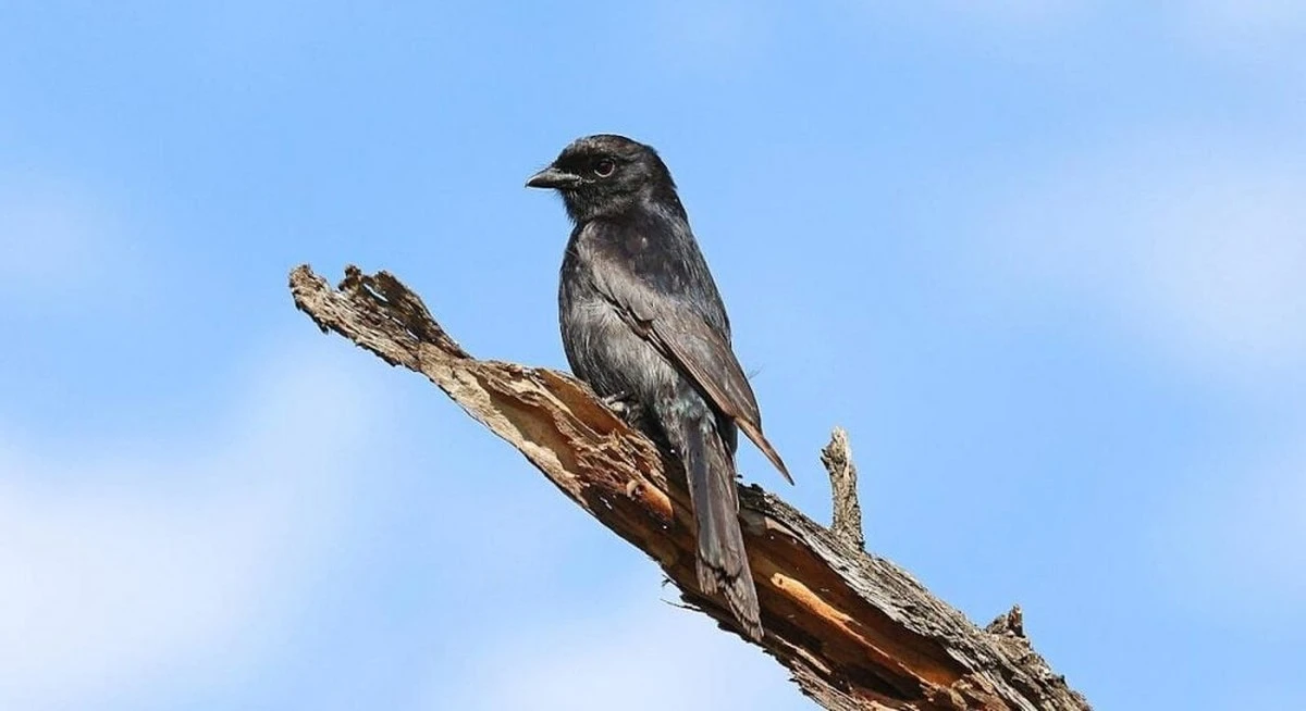 El dron de luto: el ave que aprendió a mentir para sobrevivir en el Kalahari