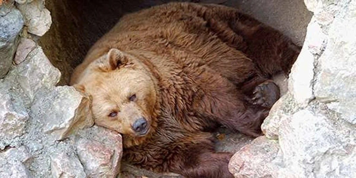 El secreto de los osos: cómo mantienen su fuerza en hibernación y qué podemos aprender - image 1