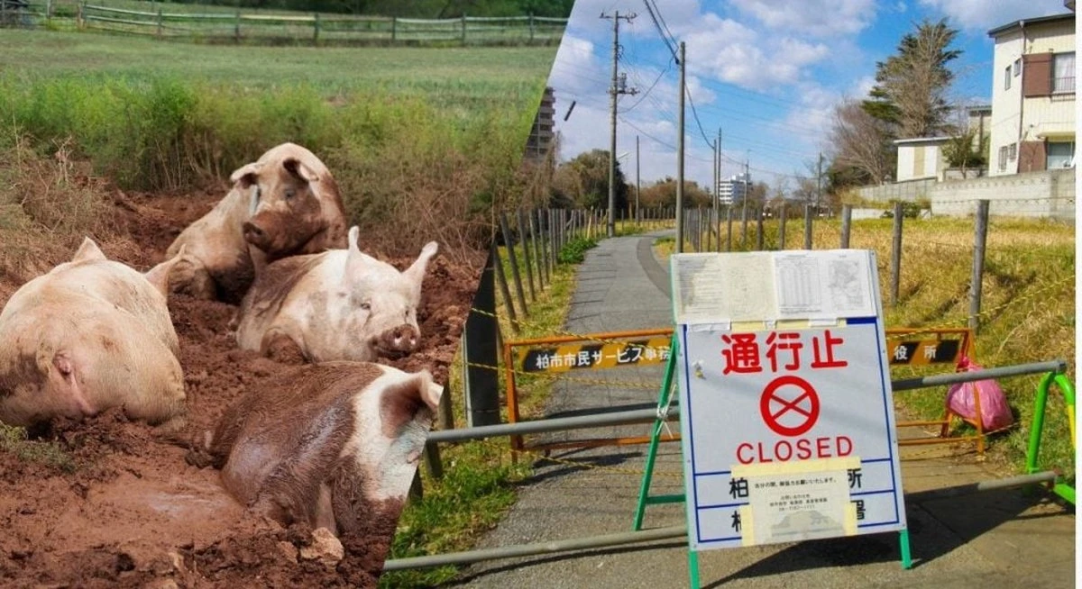 Fukushima: por qué los híbridos de cerdo y jabalí prosperan en la zona de exclusión