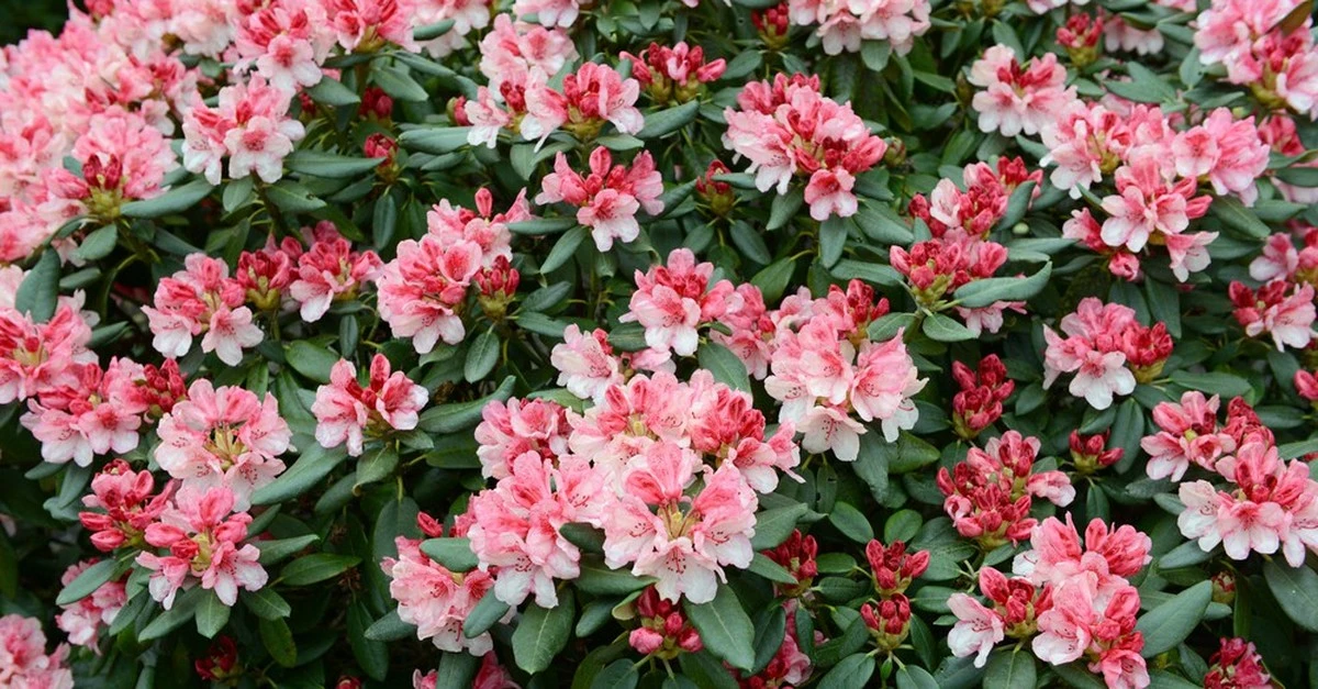 Los 5 errores al planificar un jardín de plantas perennes (y cómo evitarlos) - image 1