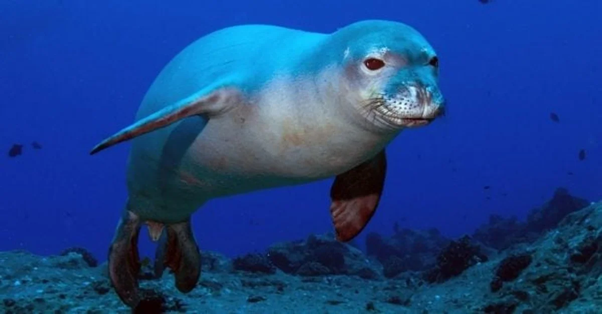 El lenguaje secreto de las focas monje: sonidos subacuáticos que nadie conocía