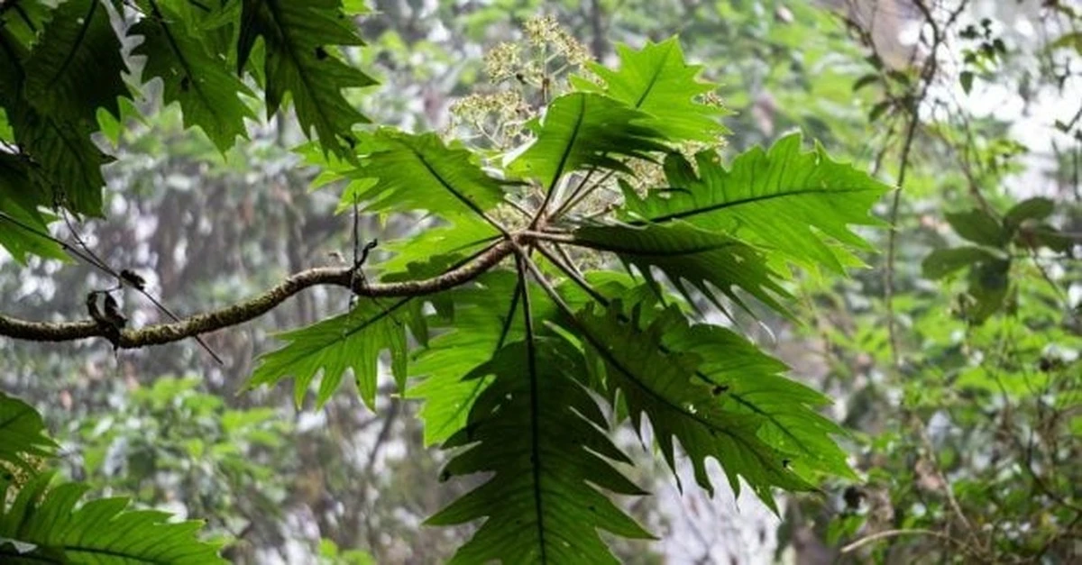 Un bosque de 300 millones de años sepultado en China revela secretos de una era olvidada