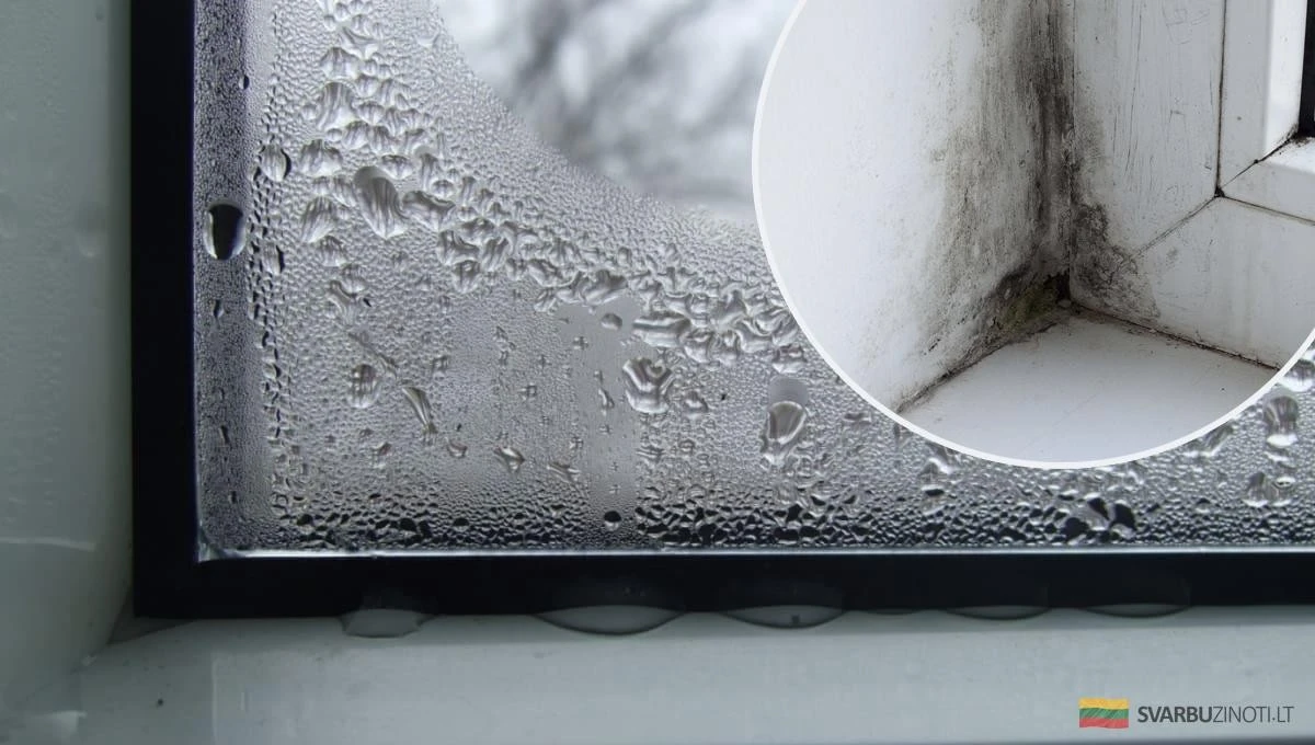 Adiós a las ventanas empañadas y al moho: 6 reglas de oro para un hogar seco