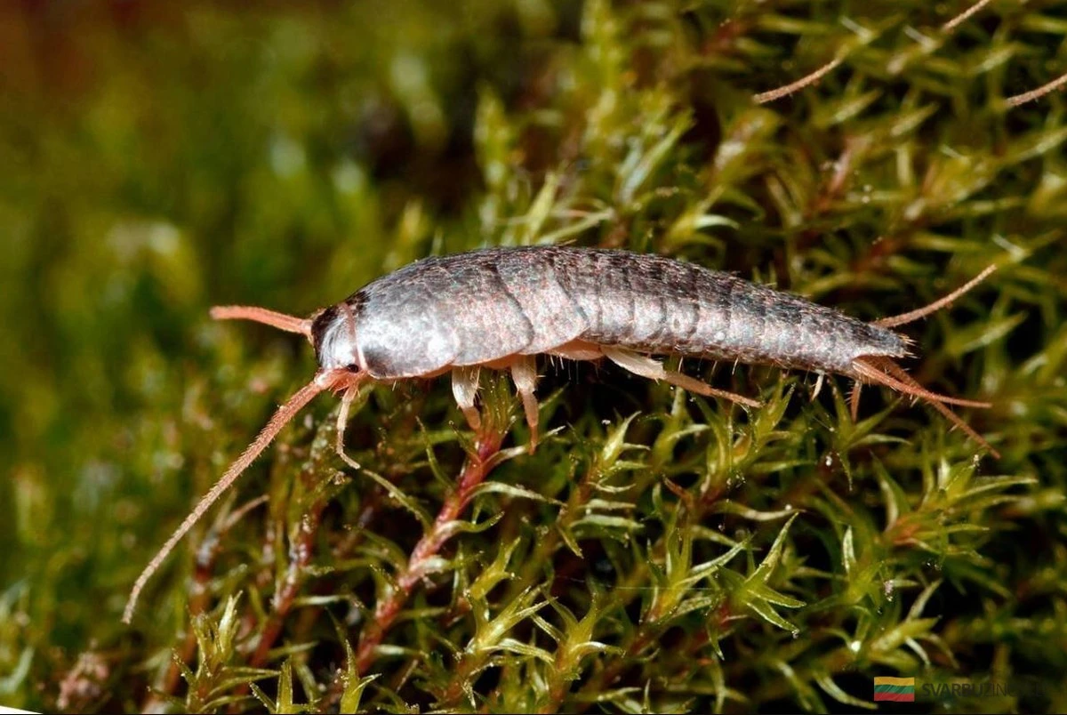 El misterioso habitante del baño: ¿es peligrosa esta criatura y por qué aparece?