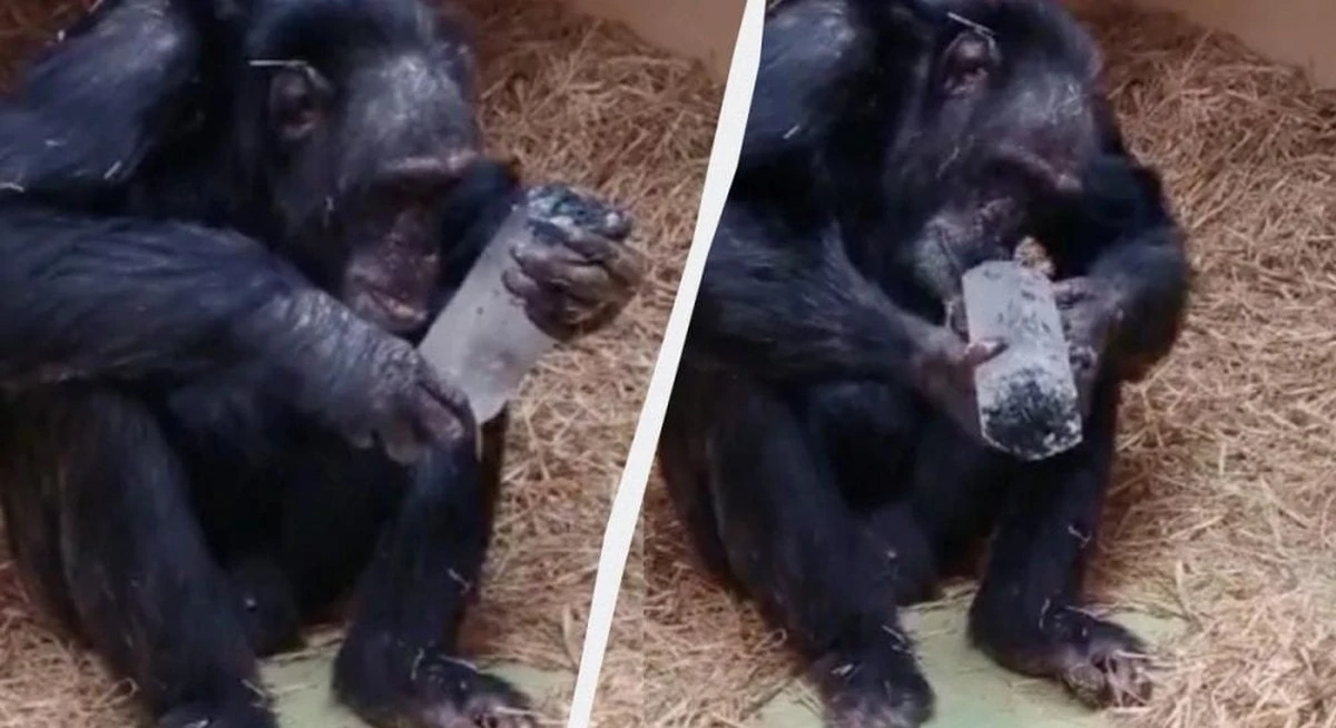 Chimpancés fascinados: el secreto detrás de su obsesión por los cristales transparentes