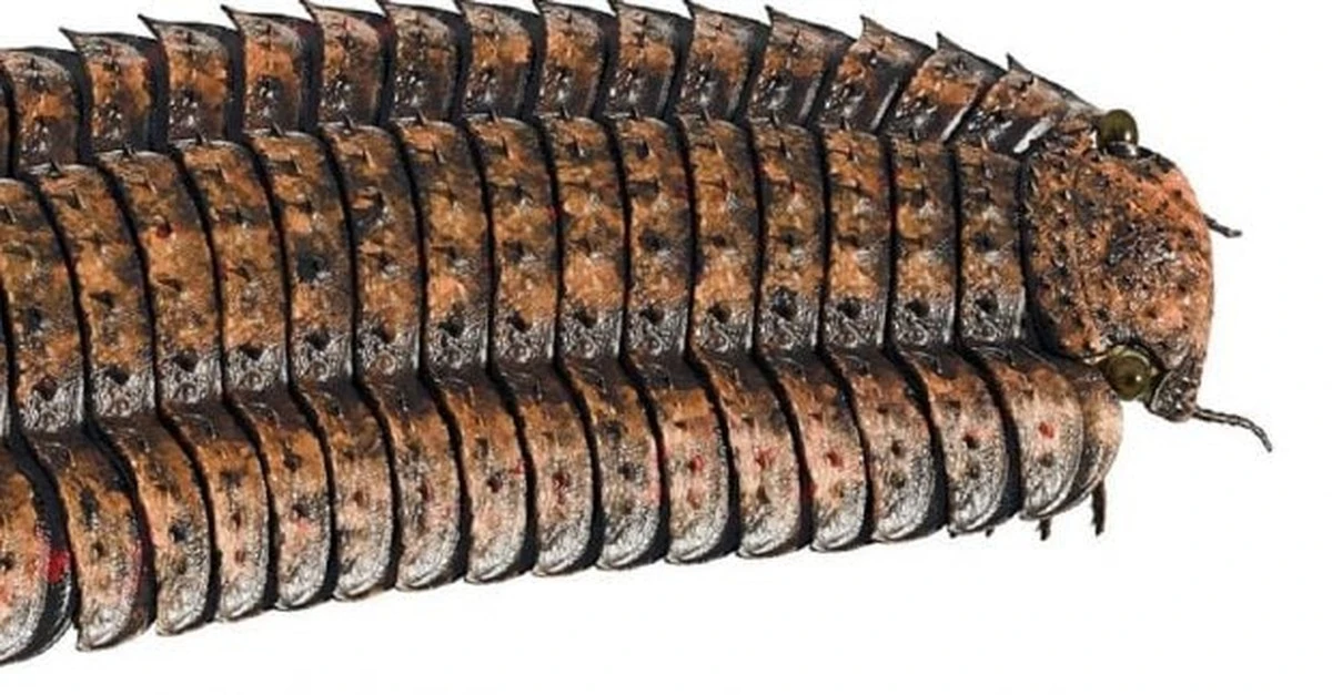 El gigante invertebrado que caminó por la Tierra: secretos de Arthropleura