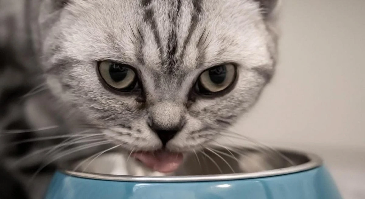 La Sorprendente Razón Por la Que los Riñones de Tu Gato Sufren Secretamente