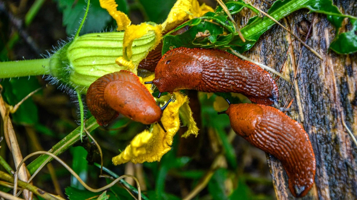 Geheimtipp gegen Schnecken: Die wirksamsten Hausmittel