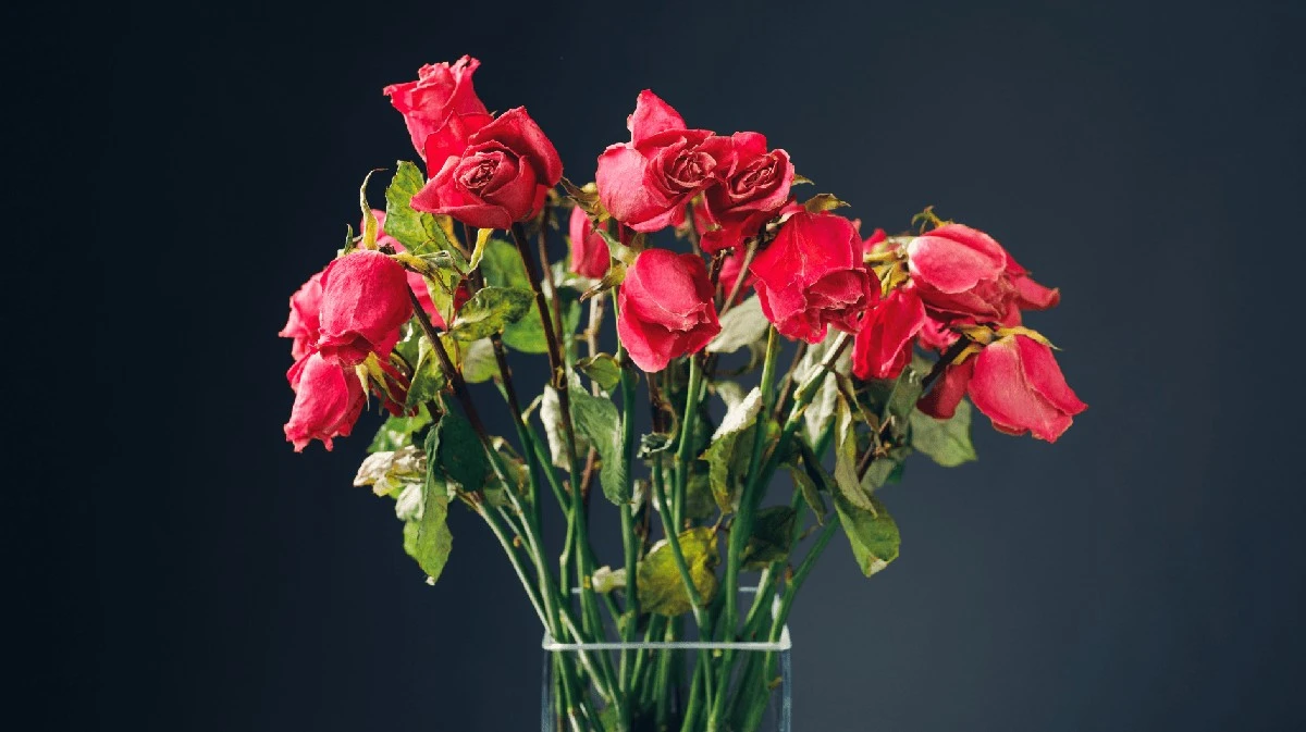 Guarda tus rosas frescas por más tiempo: los secretos de los floristas que te sorprenderán