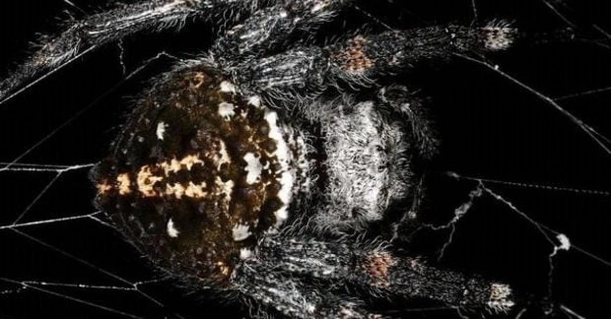 El increíble superhilo de Darwin: la seda de araña más fuerte que el Kevlar