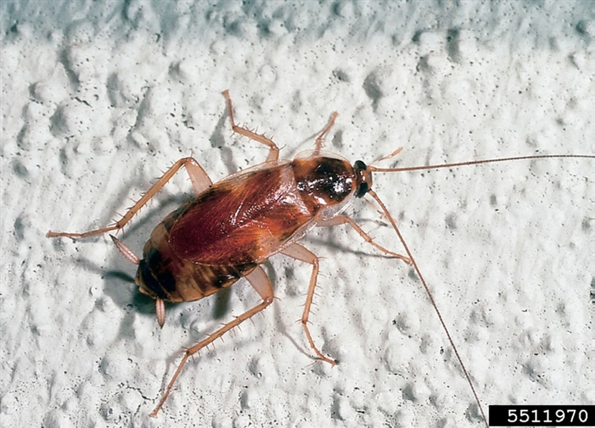 lasplagasmascom-extra-1.webp Las plagas más comunes en tu cocina: Cómo identificarlas y eliminarlas sin químicos - image 1