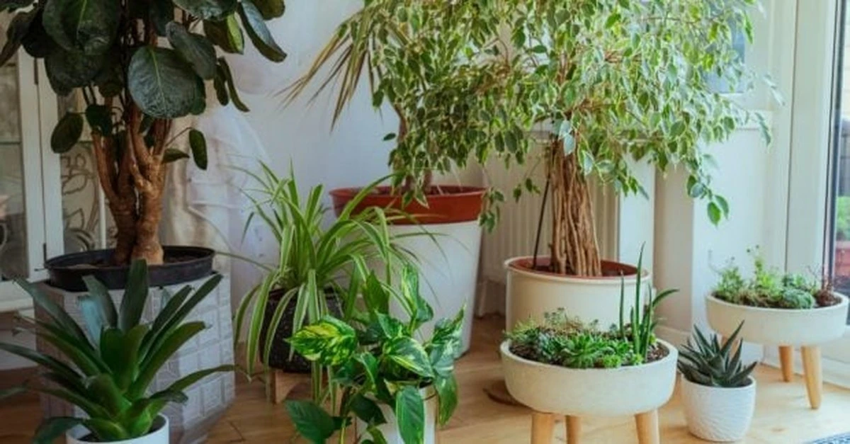 Plantas de interior: el secreto que tus pulmones agradecerán