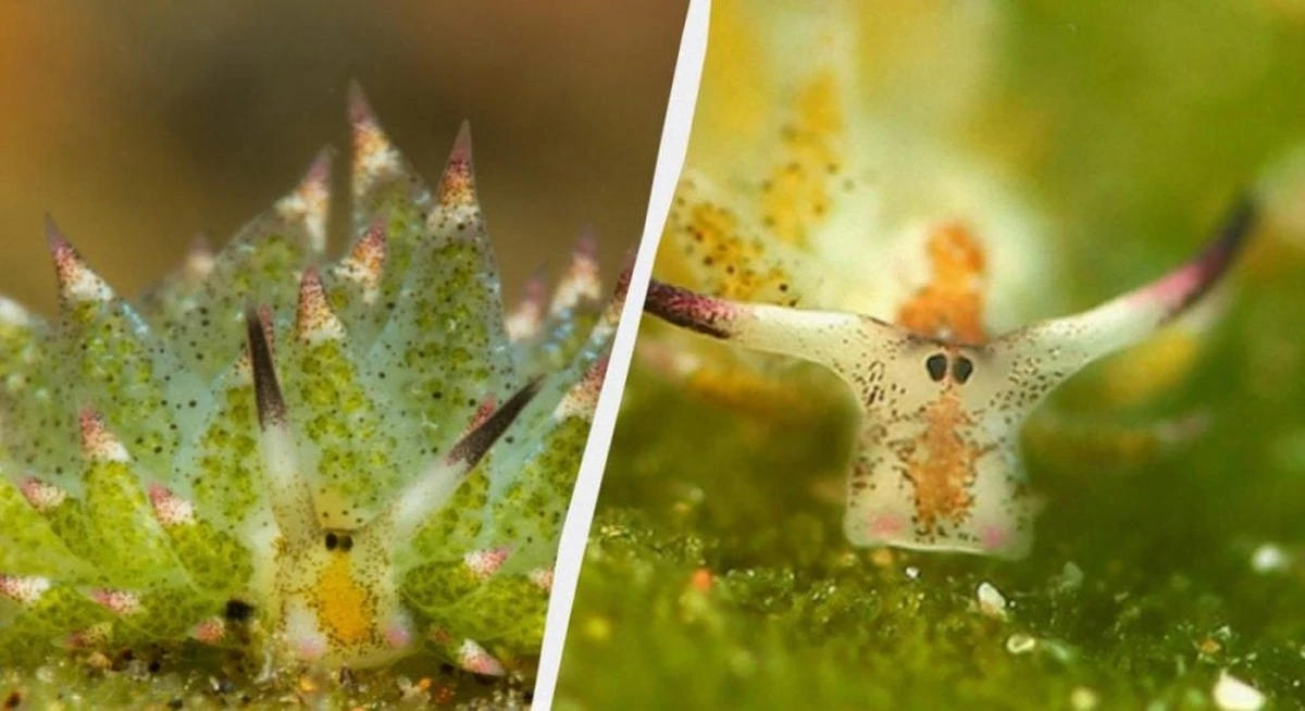 El molusco que come algas y vive del sol: el secreto de la "oveja de mar"