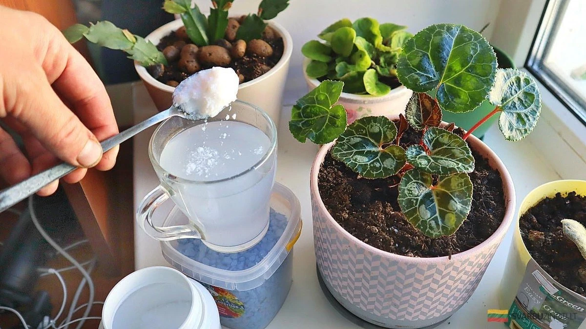 Devuelve el verde vibrante a tus plantas: la nutrición secreta que las revitaliza