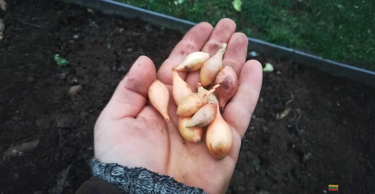 El tamaño sí importa: Por qué los bulbos de cebolla pequeños son la clave para una cosecha de otoño exitosa