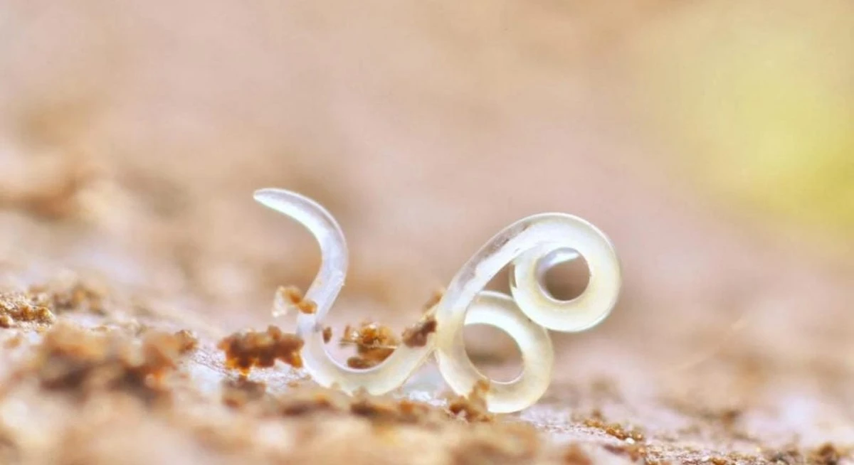 Черви-нематоды: найдены в сердце пустыни Атакама, где даже NASA тестирует марсоходы