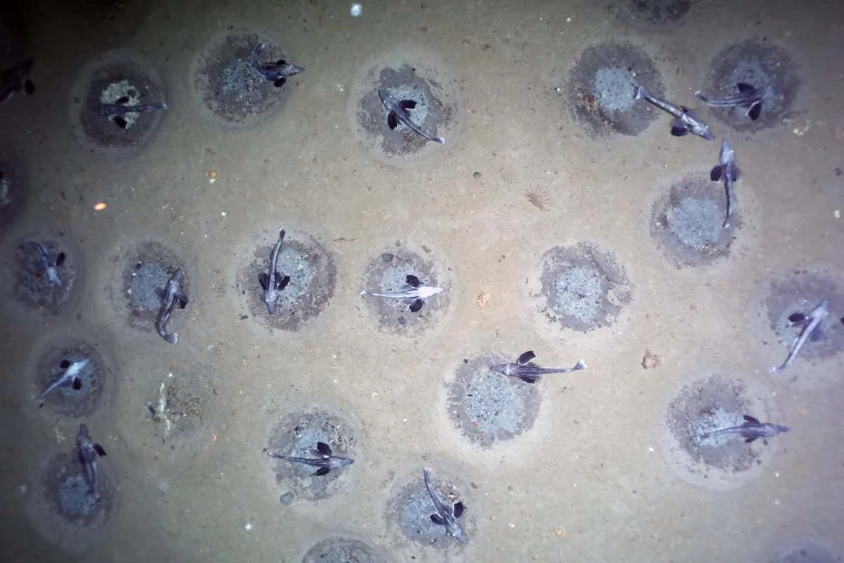 Descubren patrones geométricos en 