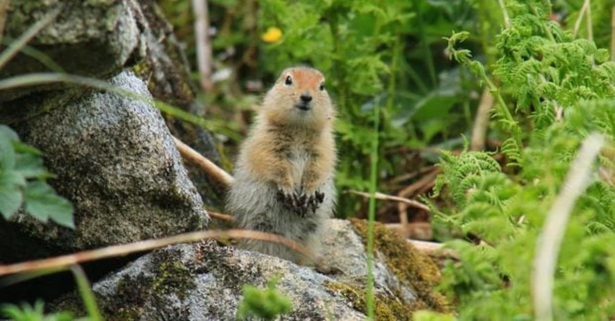 El secreto del cerebro del ardilla ártico: cómo sobrevive 8 meses a -2.9°C