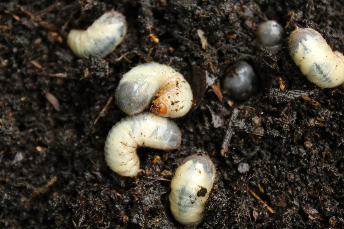 Estas 3 plantas espantan a los gusanos del jardín, ¡di adiós a las plagas!