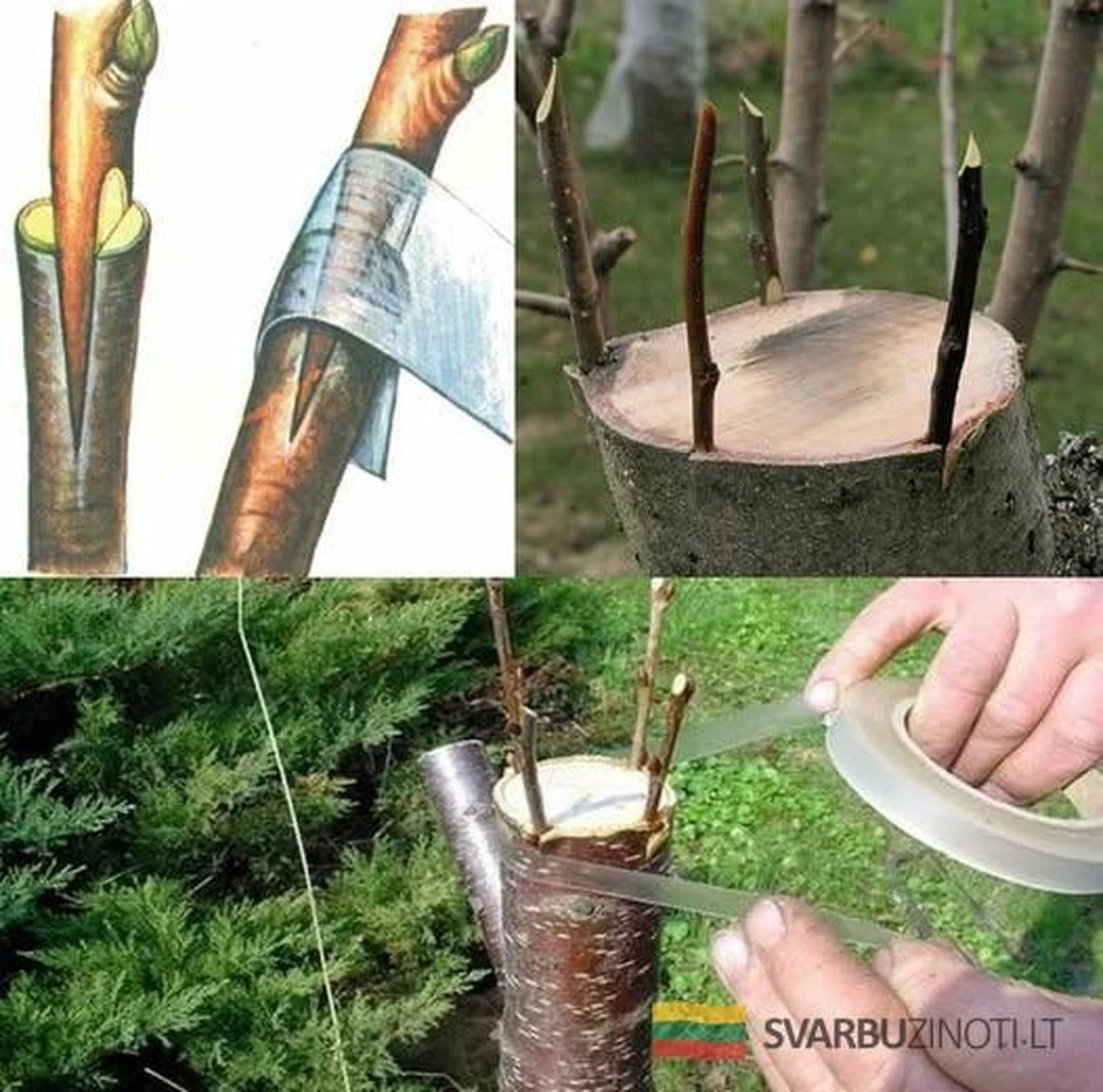 El secreto de los expertos para revivir manzanos viejos y conseguir cosechas récord