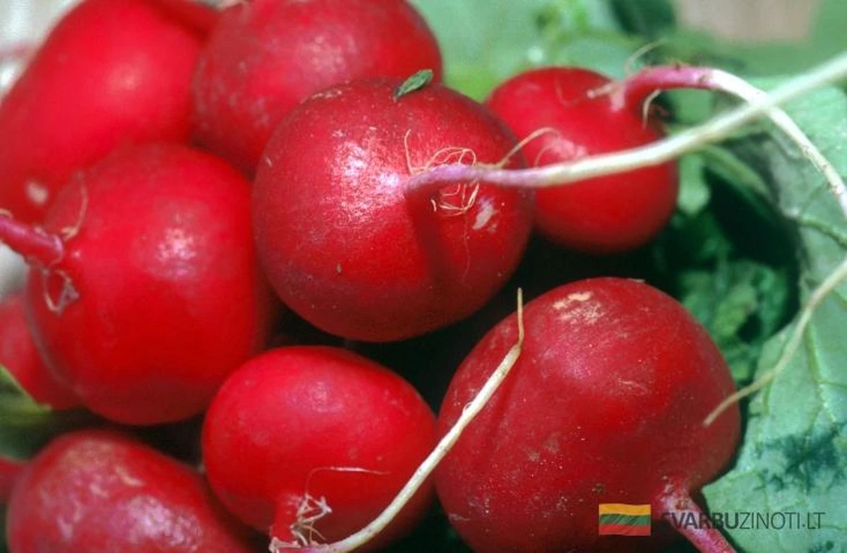 Olvídate de las pastillas: el secreto del rábano para tu tiroides y estreñimiento