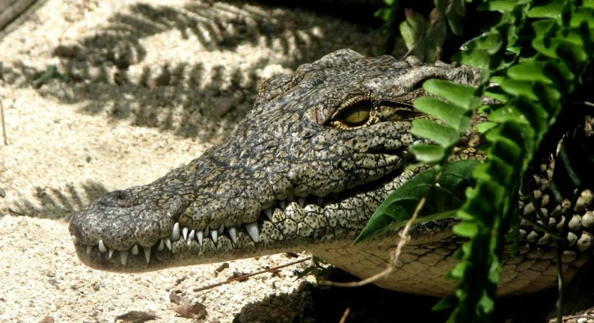 Este antiguo cocodrilo cazaba a nuestros ancestros: el descubrimiento que redefine la historia
