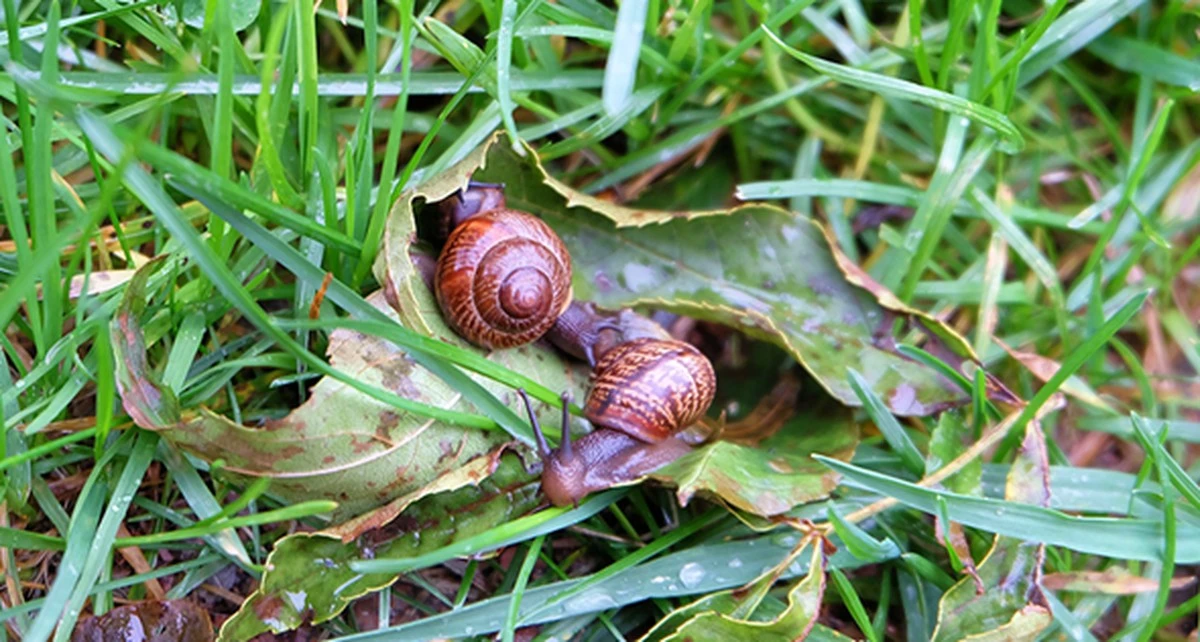 Trampa de cerveza anti-caracoles: el error que agrava tu problema de plagas - image 1